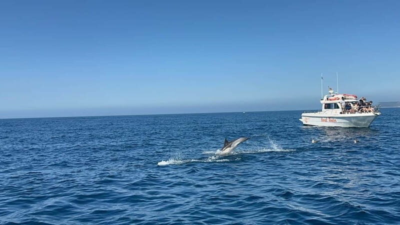 Dolphin Watch - FAQ