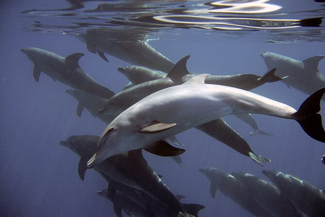 dolphin-watching-2-islands-tour-from-faro