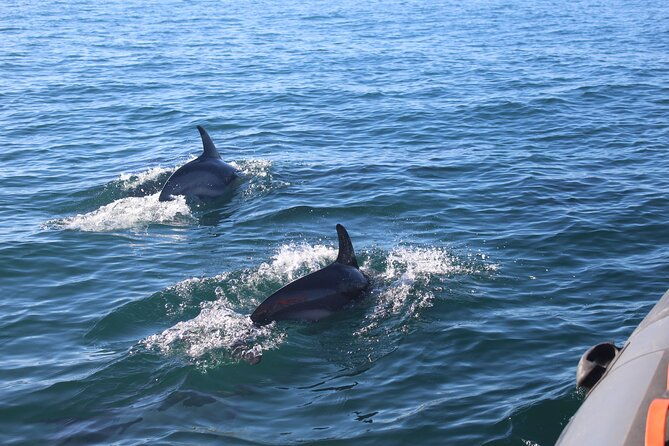 dolphin-watching-2-islands-tour-from-faro