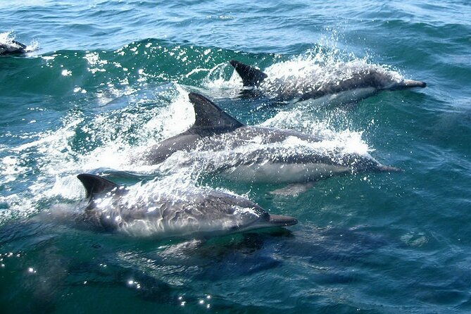 dolphin-watching-2-islands-tour-from-faro
