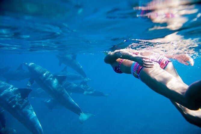 Dolphin watching 7 hours Boat Trip & Snorkelling from Hurghada - Key Points