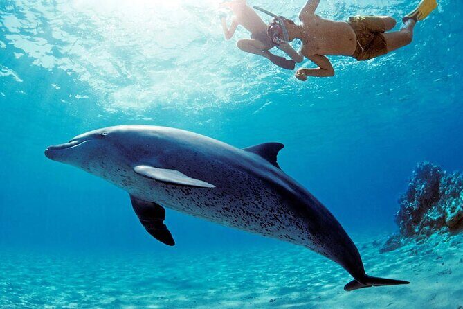 Dolphin watching 7 hours Boat Trip & Snorkelling from Hurghada - What to Know Before You Book