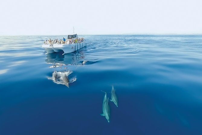 dolphin-watching-and-cave-boat-cruise-from-albufeira