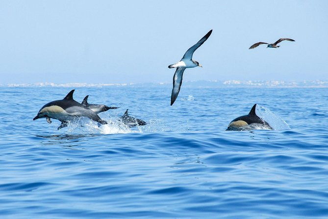 dolphin-watching-and-cave-boat-cruise-from-albufeira