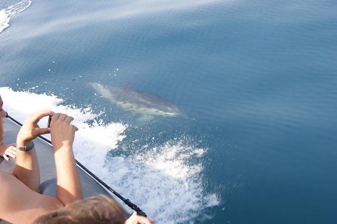 dolphin-watching-and-cave-tour-from-vilamoura-2
