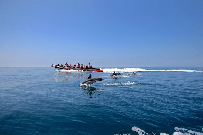 dolphin-watching-and-cave-tour-from-vilamoura-2