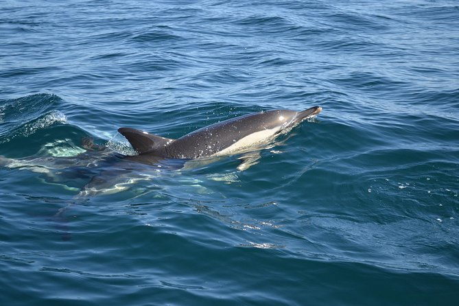 dolphin-watching-and-cave-tour-from-vilamoura