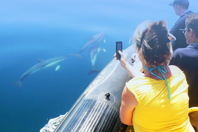 dolphin-watching-and-cave-tour-from-vilamoura