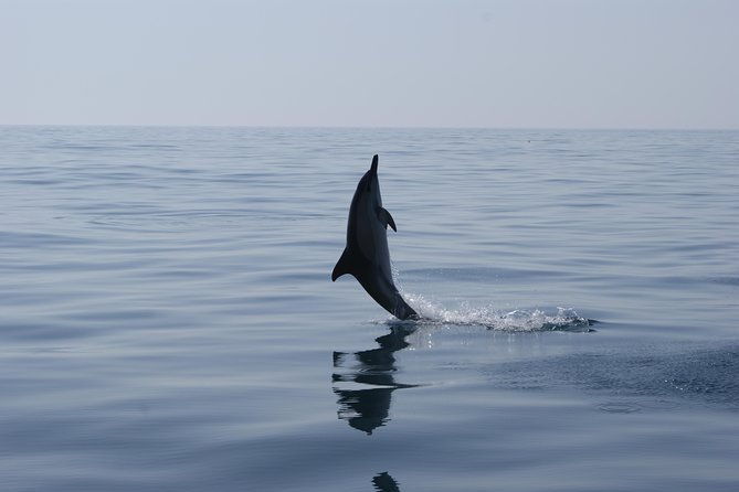 dolphin-watching-and-cave-tour-from-vilamoura