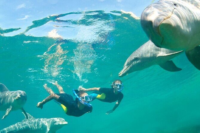 Dolphin Watching and Snorkeling Activity in Muscat - The Sum Up: Is This Tour Right for You?