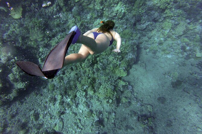 Dolphin Watching and Snorkeling Adventure in Key West - Practical Details
