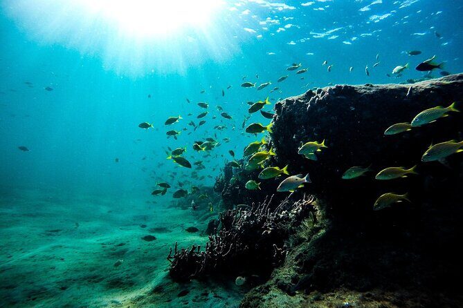 Dolphin Watching and Snorkeling Adventure in Key West - Final Thoughts: Who Will Love This Tour?