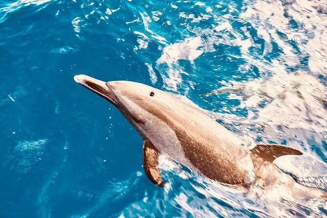 dolphin-watching-and-snorkeling-on-the-west-coast-of-oahu