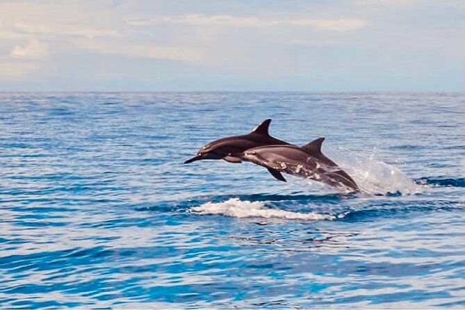 dolphin-watching-and-snorkeling-on-the-west-coast-of-oahu