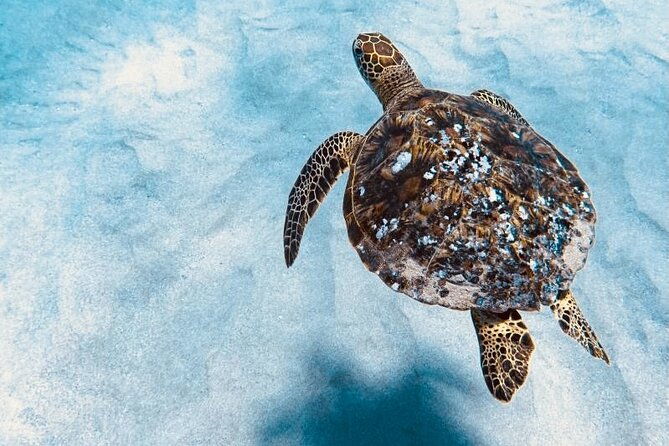 dolphin-watching-and-snorkeling-on-the-west-coast-of-oahu