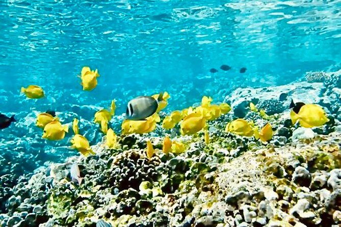 dolphin-watching-and-snorkeling-on-the-west-coast-of-oahu
