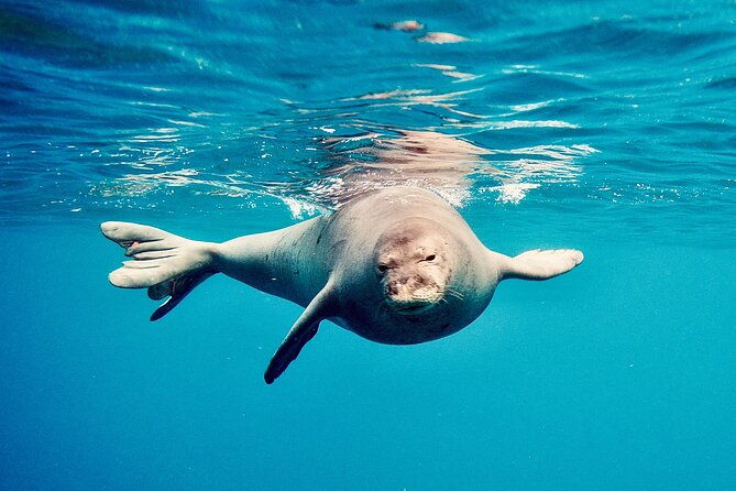 dolphin-watching-and-snorkeling-on-the-west-coast-of-oahu