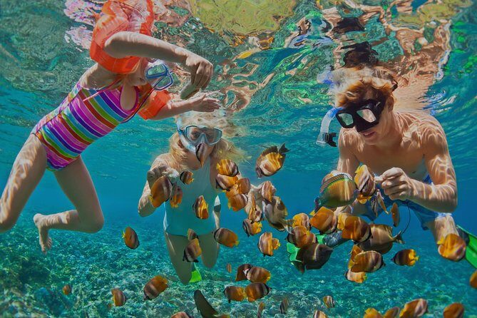Dolphin Watching and Snorkeling Tour from Muscat - Key Points