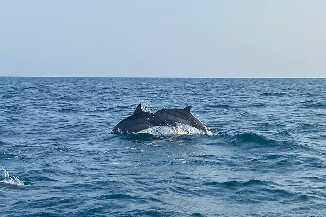 Dolphin Watching and Village Tour 3 Days Experience - Practical Details and What You Should Know