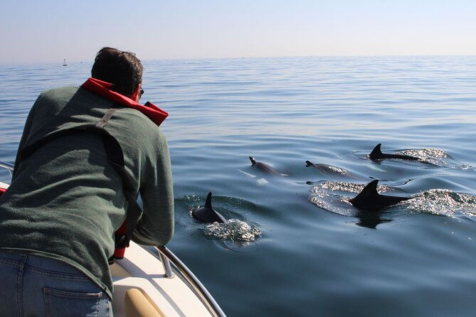 dolphin-watching-and-wildlife-from-faro