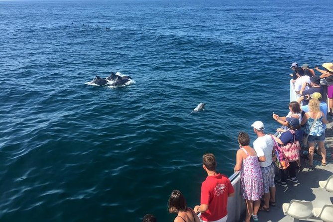 dolphin-watching-around-cape-may