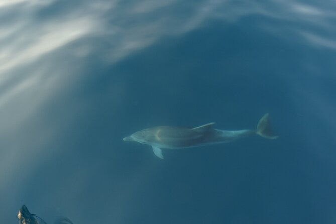 dolphin-watching-around-porec-riviera-with-boat-trip