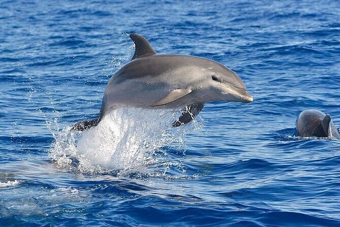 Dolphin Watching Boat Excursion to Figarolo Island from Olbia - Why This Tour Is a Great Value