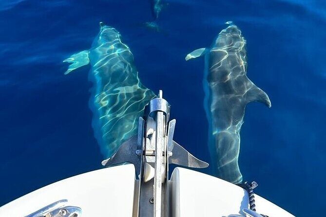 Dolphin Watching Boat Excursion to Figarolo Island from Olbia - FAQ