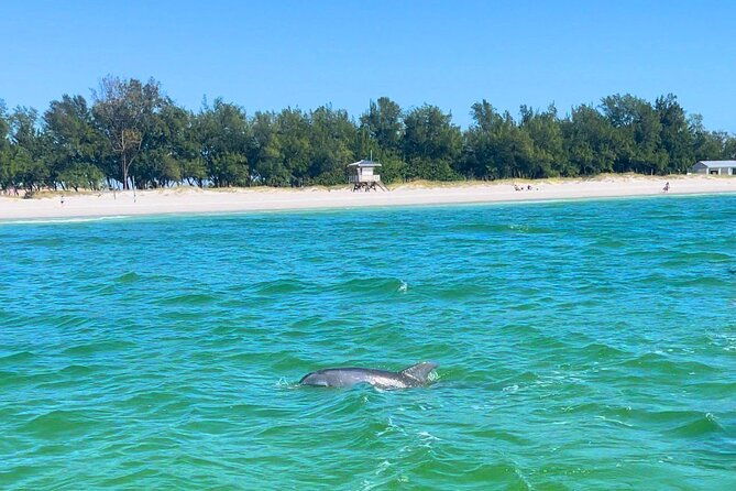dolphin-watching-boat-tour-around-anna-maria-island