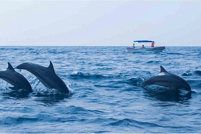 Dolphin Watching Boat Tour from Kalpitiya - An authentic glimpse into dolphin watching from Kalpitiya