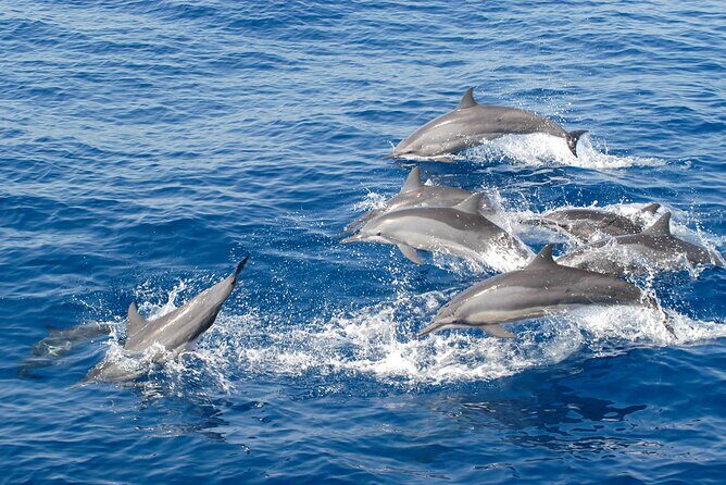 Dolphin Watching Boat Tour from Kalpitiya - Practical tips for your dolphin watching adventure