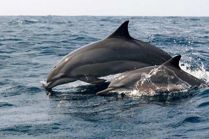 Dolphin Watching Boat Tour from Kalpitiya - FAQ
