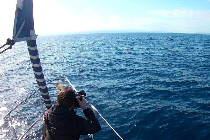 dolphin-watching-conservation-dolphins-in-the-gulf-of-catania