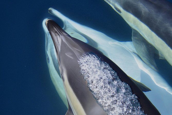 dolphin-watching-excursion-in-gibraltar