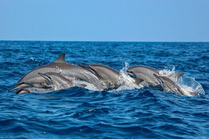 Dolphin Watching Experience in Trincomalee - Key Points
