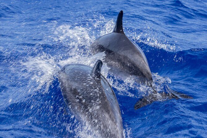 Dolphin Watching Experience in Trincomalee - The Experience: What to Expect on This Dolphin Tour