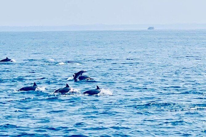 Dolphin Watching Experience in Trincomalee - Pricing and Value