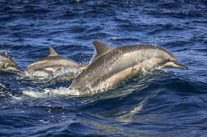 Dolphin Watching Experience in Trincomalee - Why This Tour Is Worth Considering