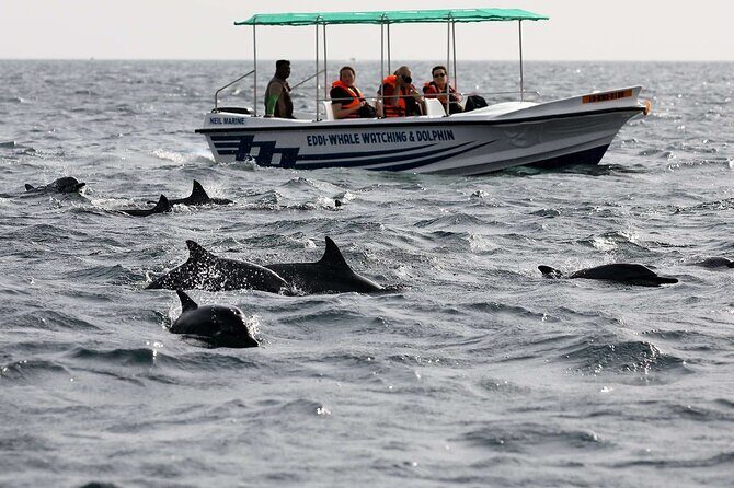 Dolphin Watching Experience in Trincomalee - Frequently Asked Questions