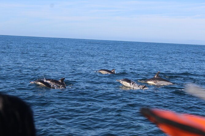 dolphin-watching-from-faro