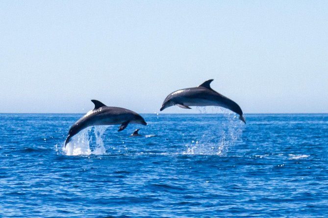 dolphin-watching-from-lagos-with-marine-biologists