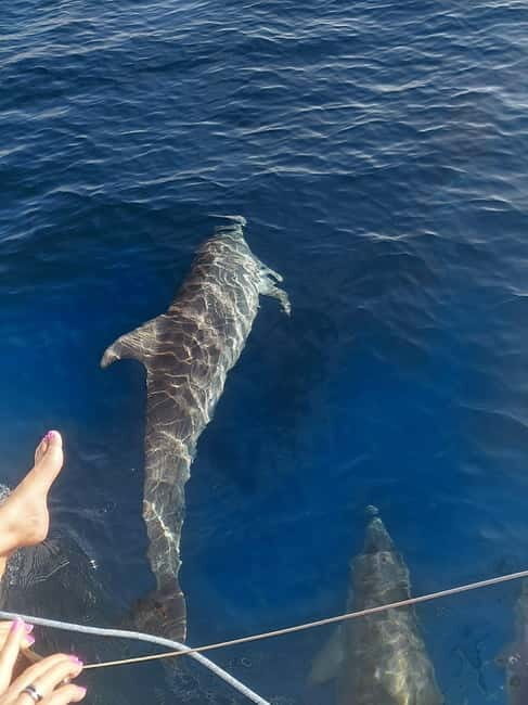 Dolphin watching in Estepona - What to Expect from the Dolphin Watching Tour in Estepona