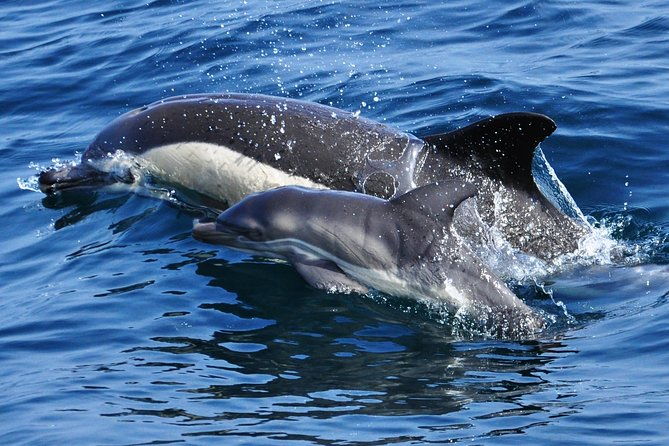 dolphin-watching-in-gibraltar-fast-track-priority-cable-car