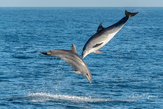 dolphin-watching-in-gibraltar-fast-track-priority-cable-car