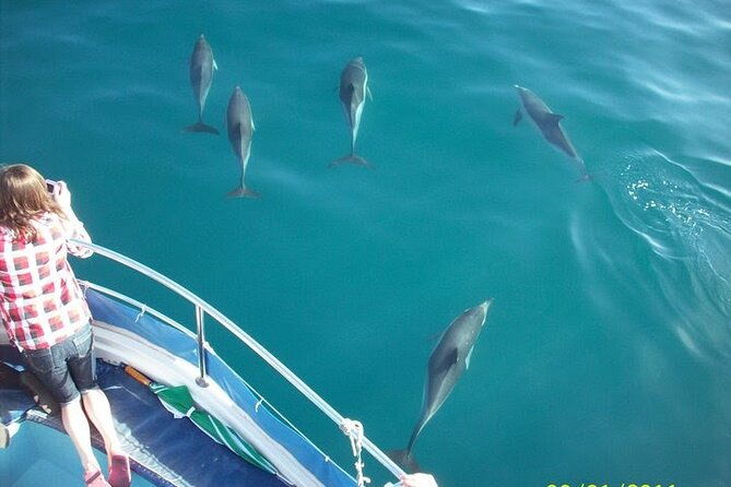 dolphin-watching-in-gibraltar-with-the-blue-boat-dolphin-safari