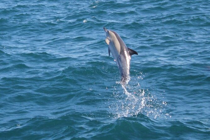 dolphin-watching-in-gibraltar-with-the-blue-boat-dolphin-safari