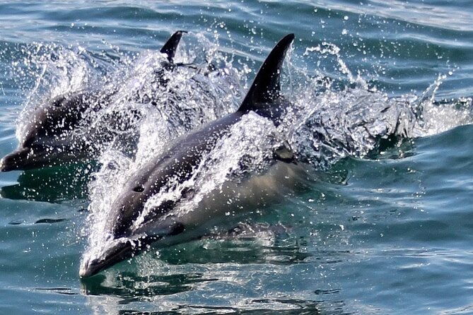 dolphin-watching-in-gibraltar-with-the-blue-boat-dolphin-safari