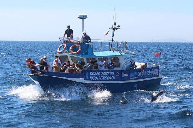 dolphin-watching-in-gibraltar-with-the-blue-boat-dolphin-safari