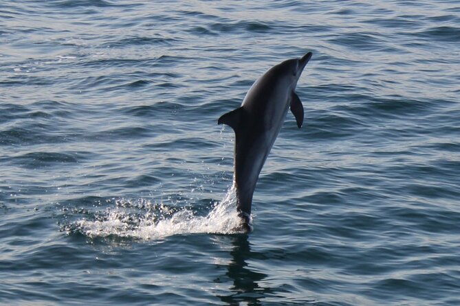 dolphin-watching-in-gibraltar-with-the-blue-boat-dolphin-safari