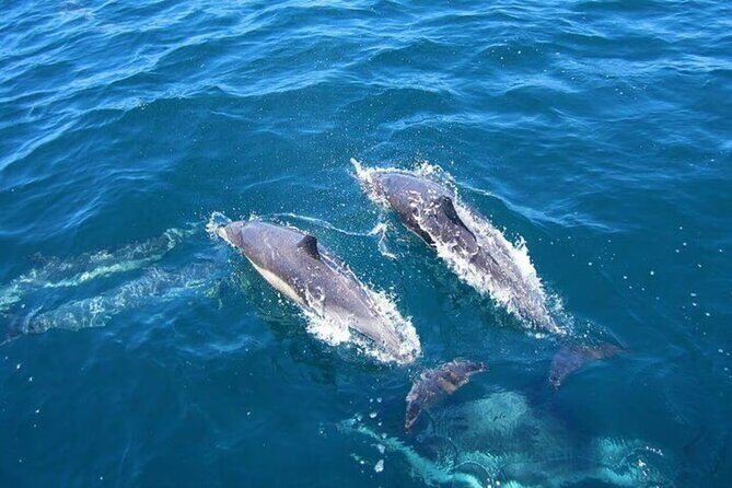 Dolphin Watching in Kalpitiya - Practical Details